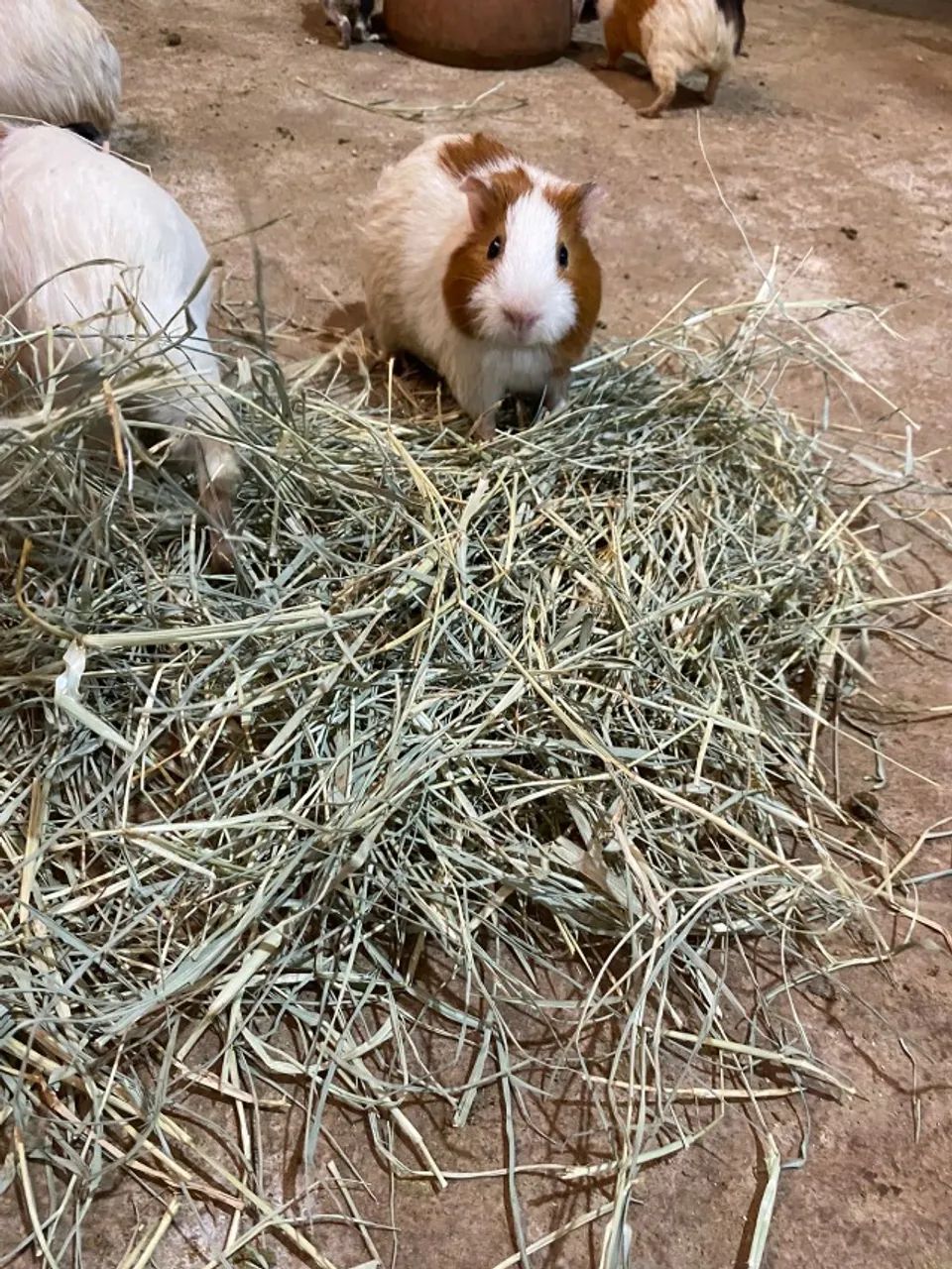 Porquinho da índia e Hamsters - Foto 3