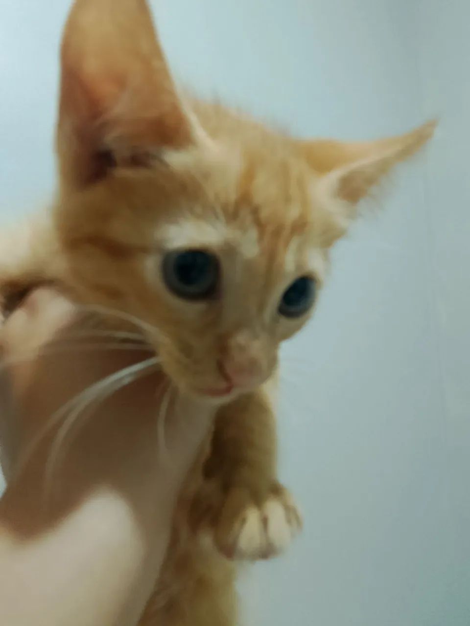 Doação responsável de um gatinho - Foto 3