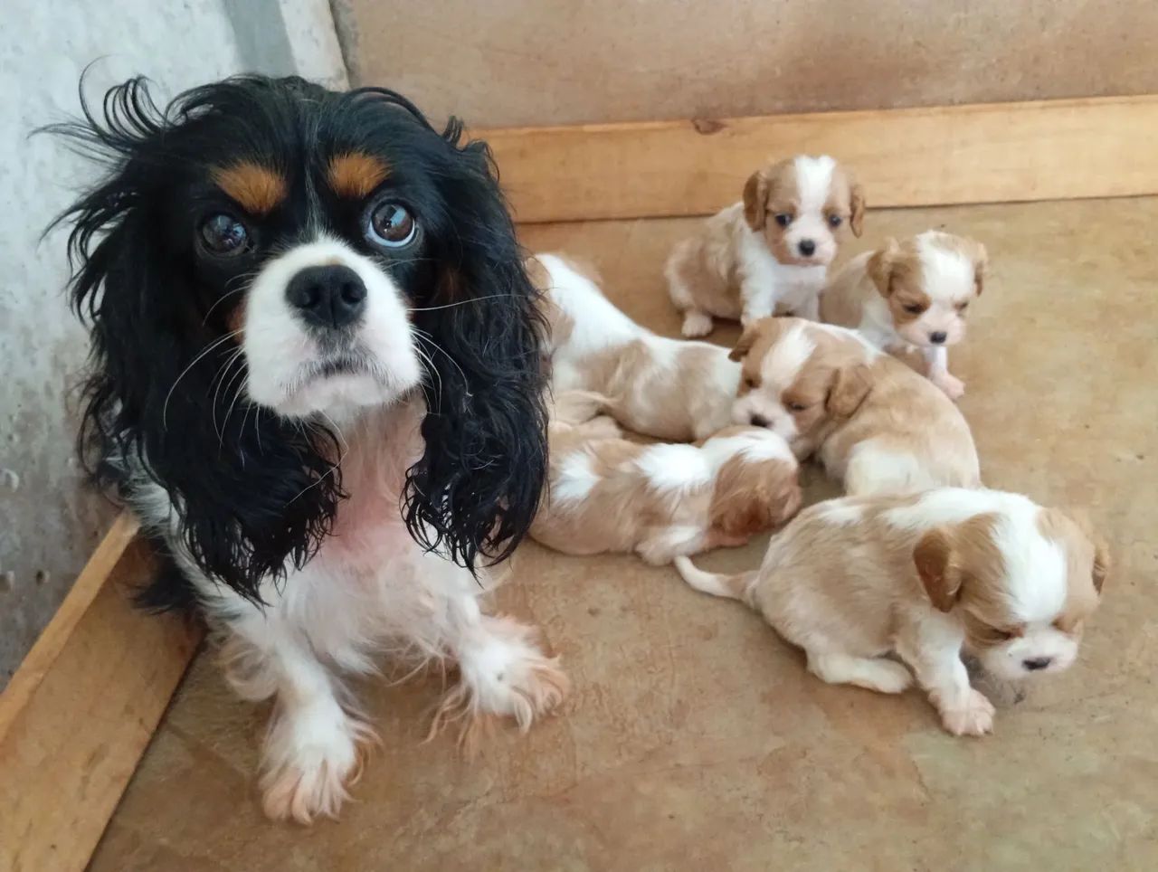 Cavalier disponível  - Foto 3