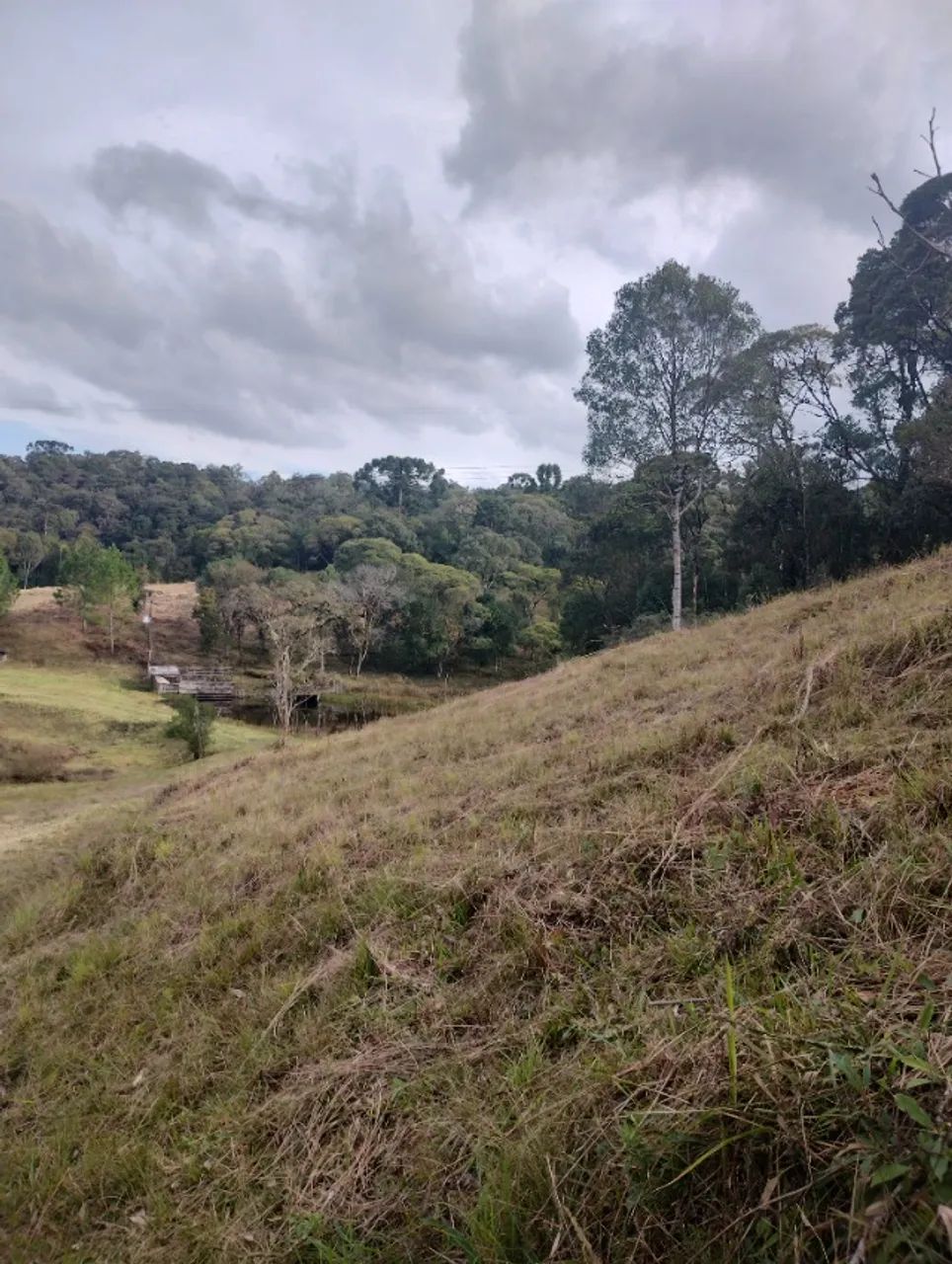 Área com 10 alqueires ... Galinha morta !  - Foto 4