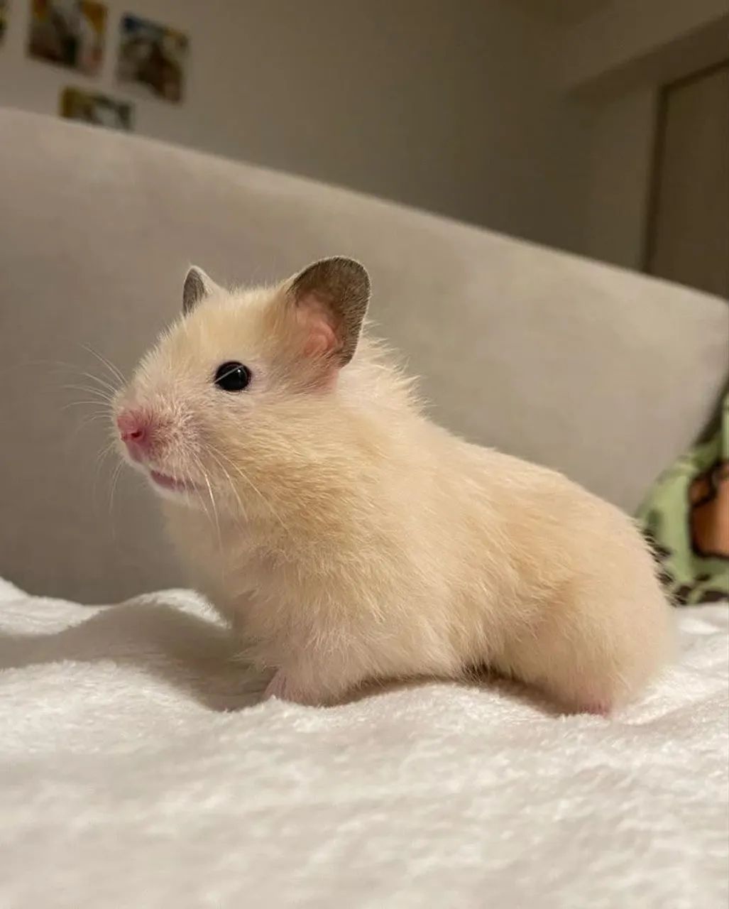 Hamster sírio  - Foto 3