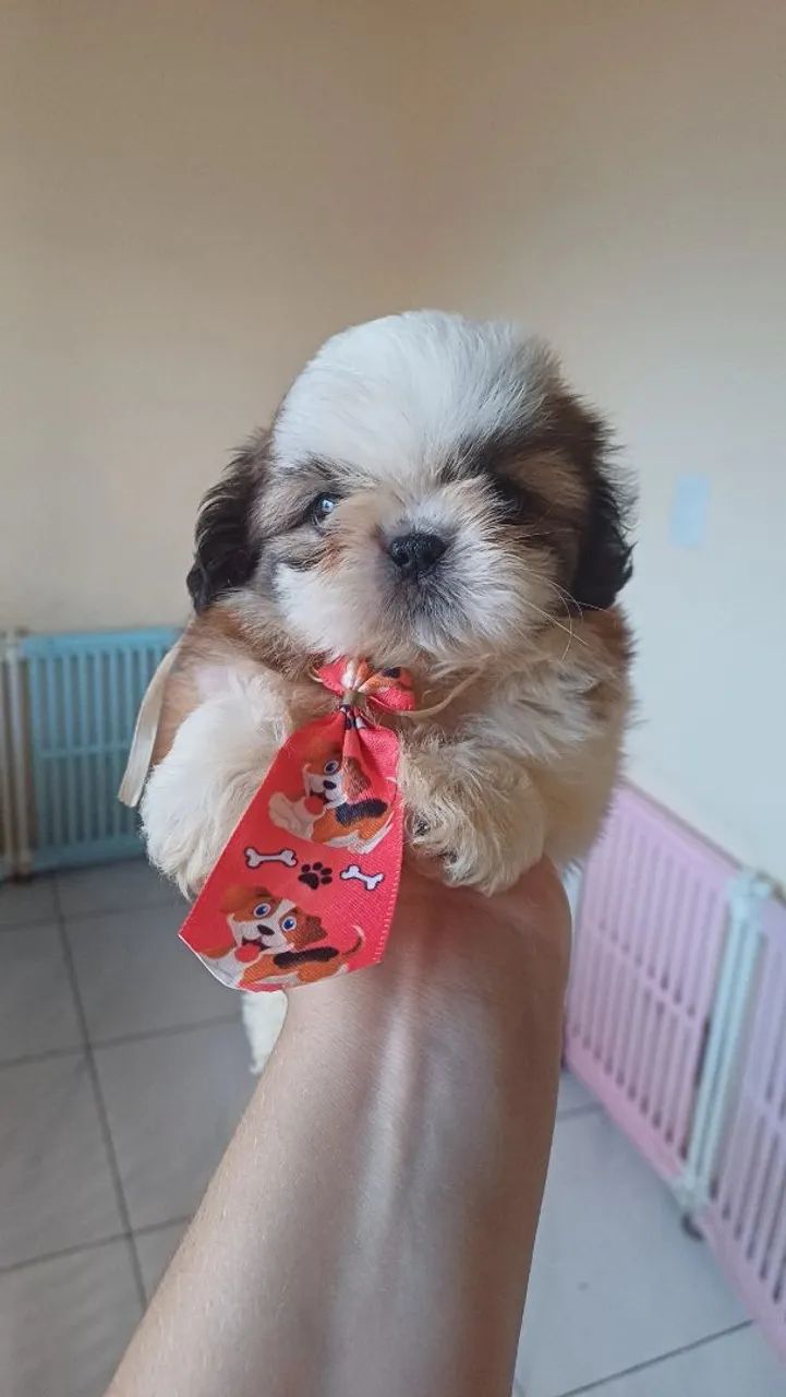 Shihtzu mini macho