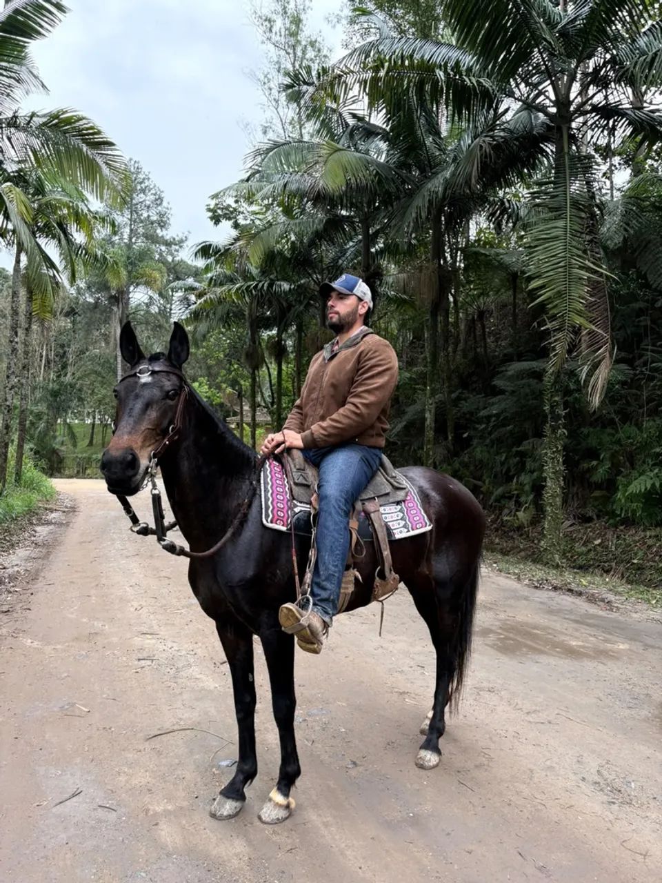 Égua marcha batida - Foto 3