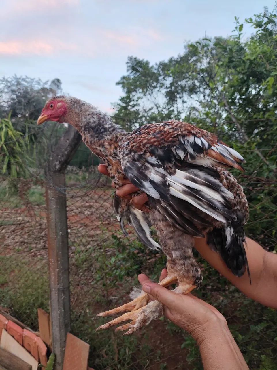 Frangos e galo - Foto 2