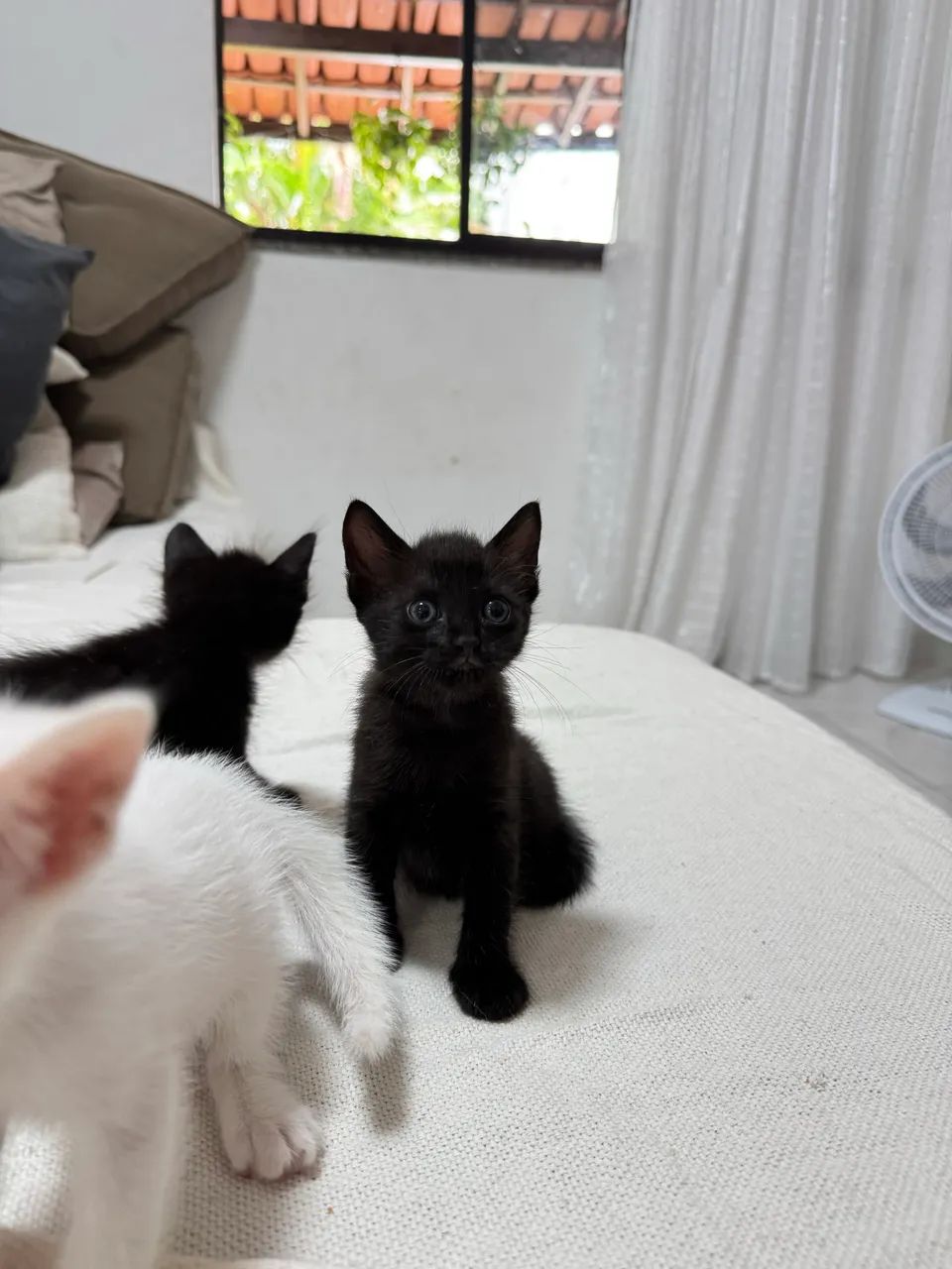 Gatinhos Filhotes para ADOÇÃO - Foto 3