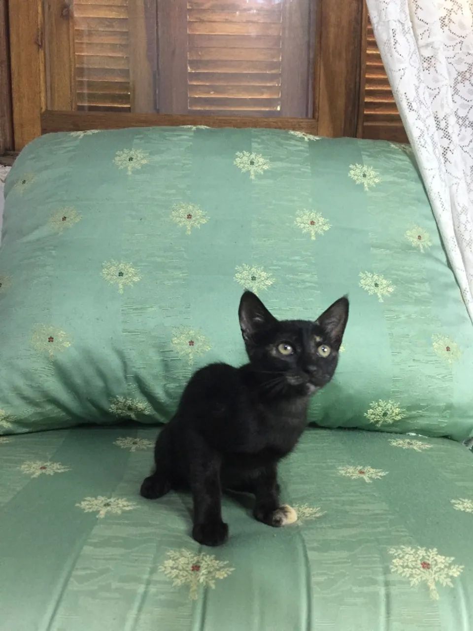 Gatas para Doação Urgente