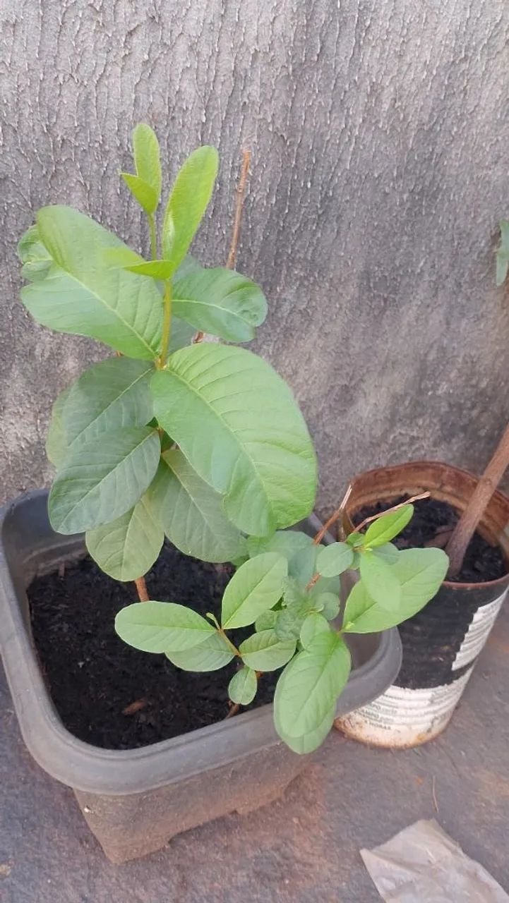 Plantas 