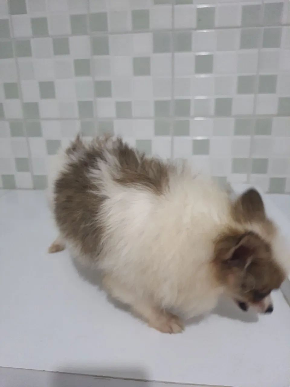 Spitz alemão  - Foto 4