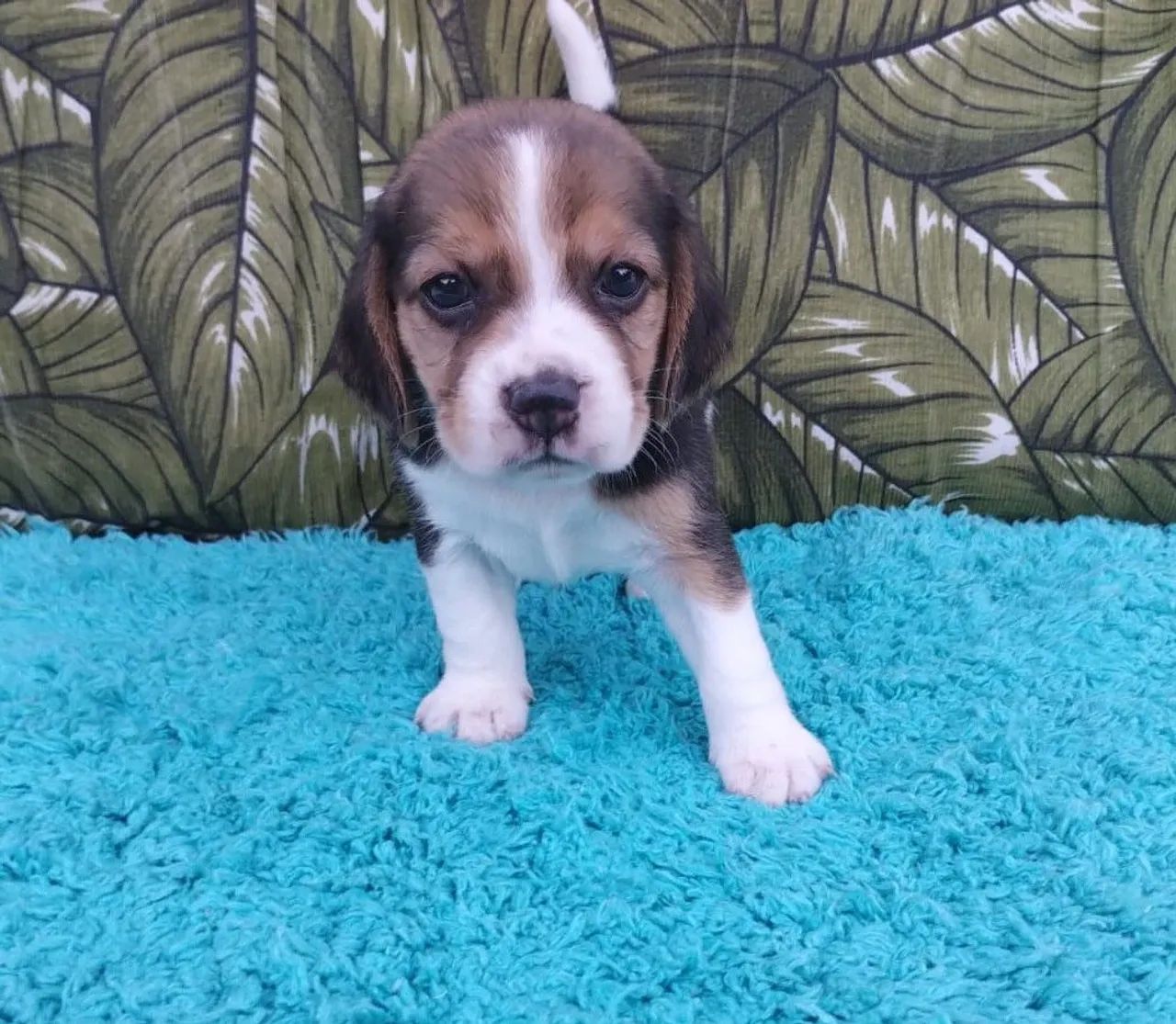 Filhotes de Beagle - Foto 3