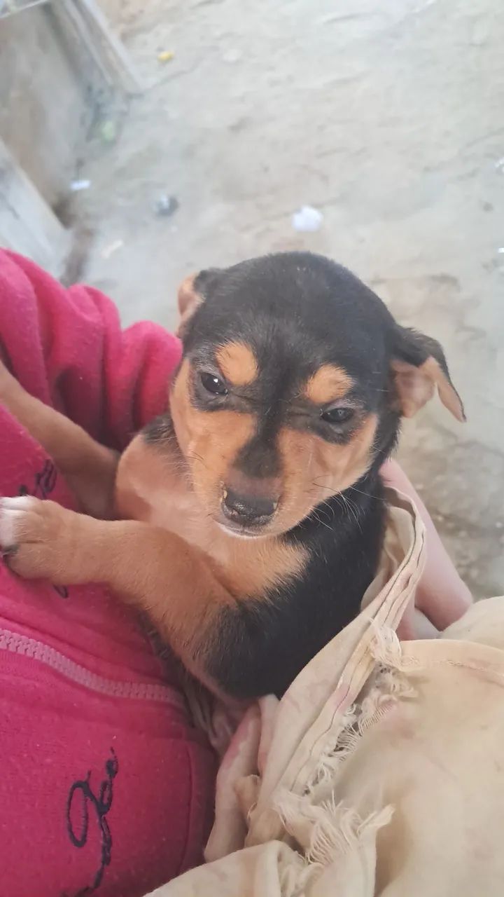 Doação  - Foto 2