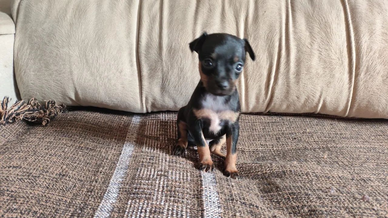 Pinscher MACHO