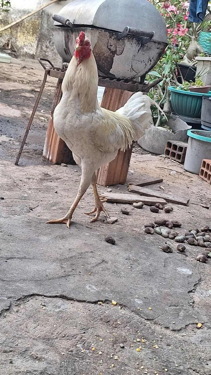 frango   50 reais  - Foto 3