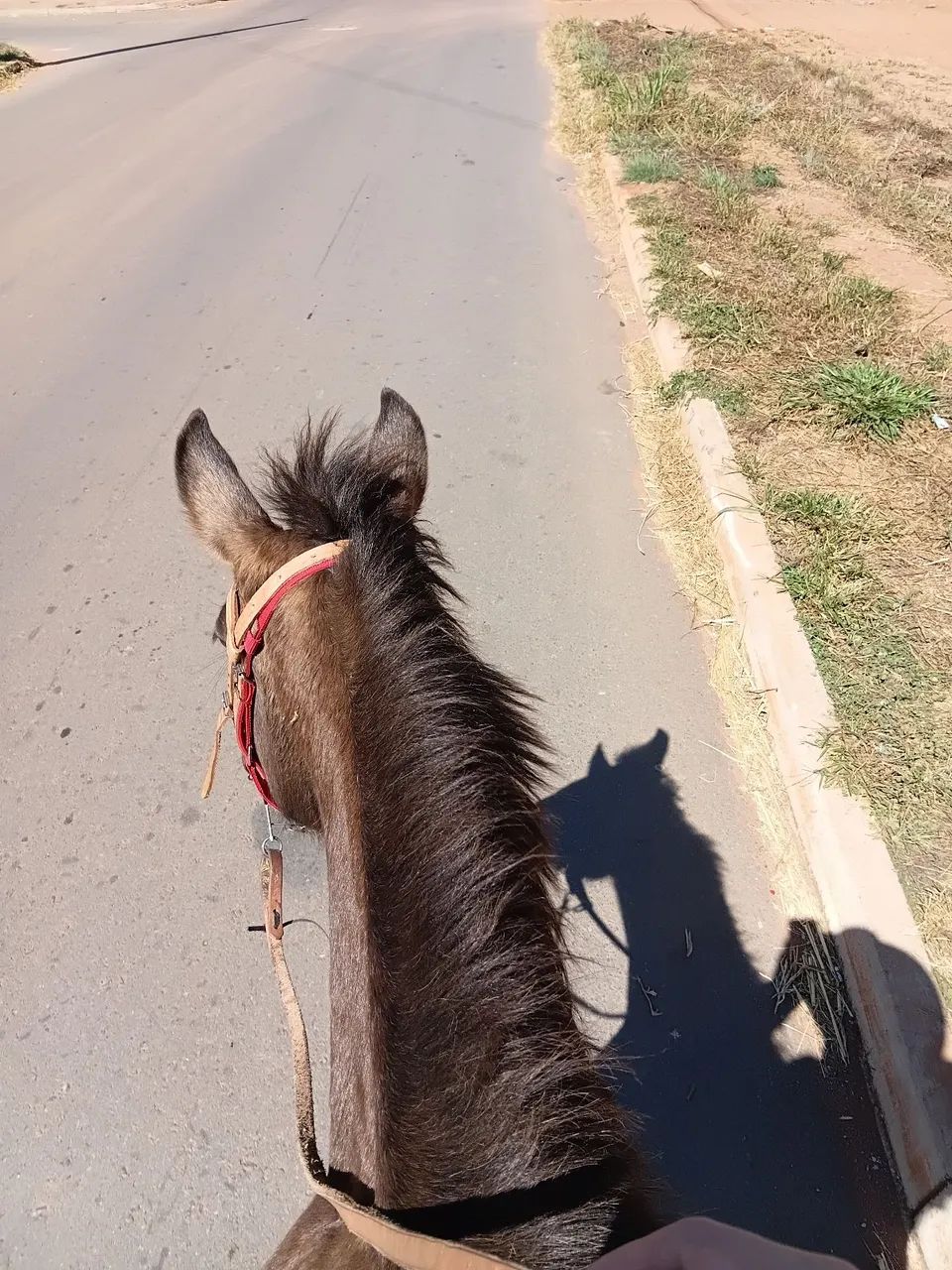 Égua  - Foto 5