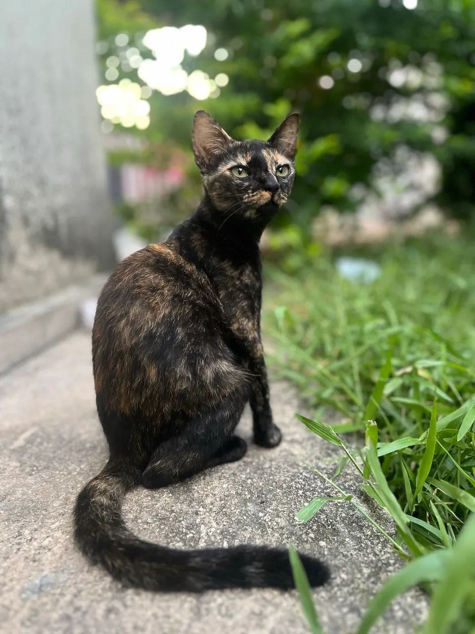 Gata para adoção