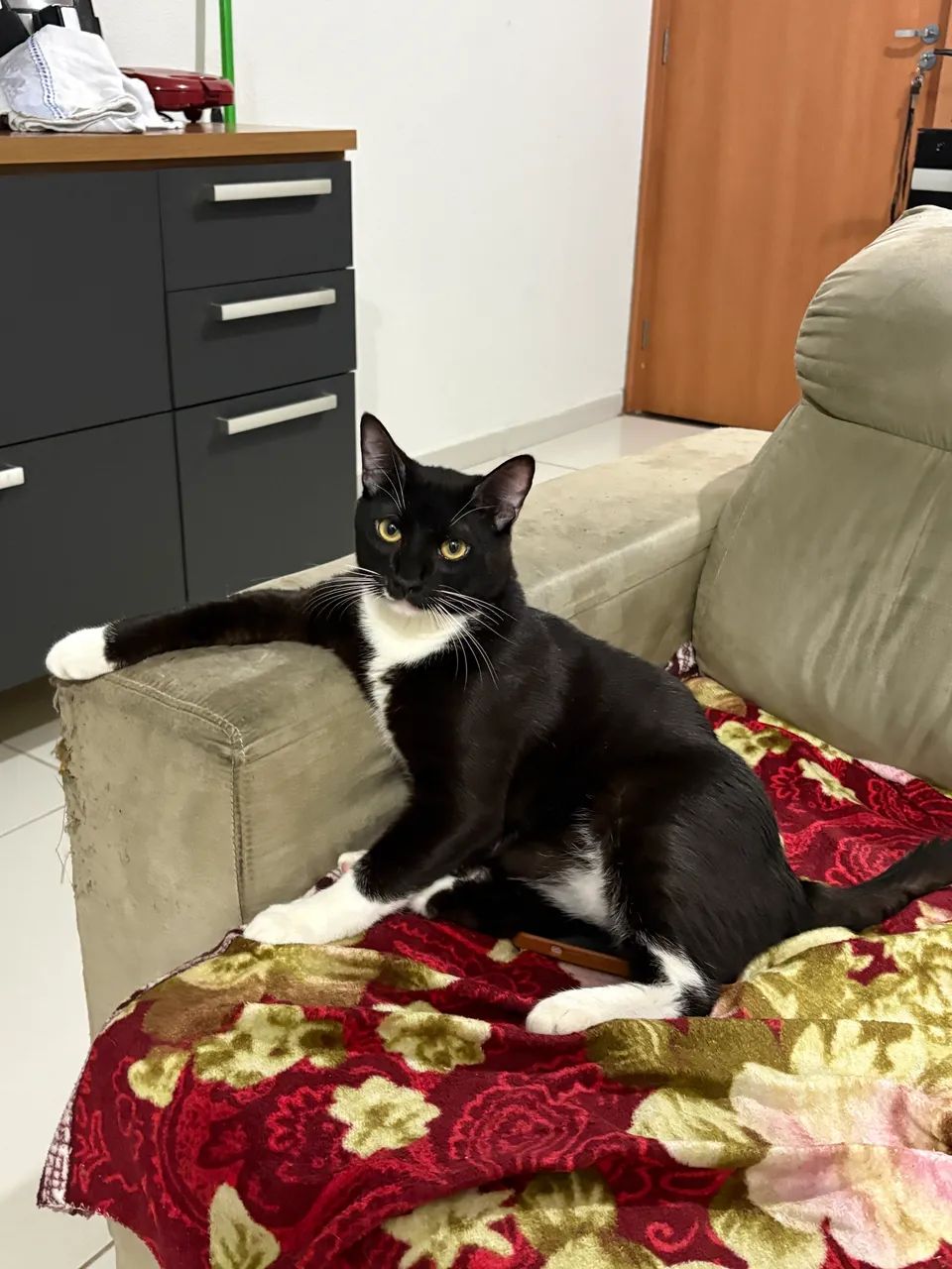 Gatinho carente preto e branco 8 meses - Foto 3