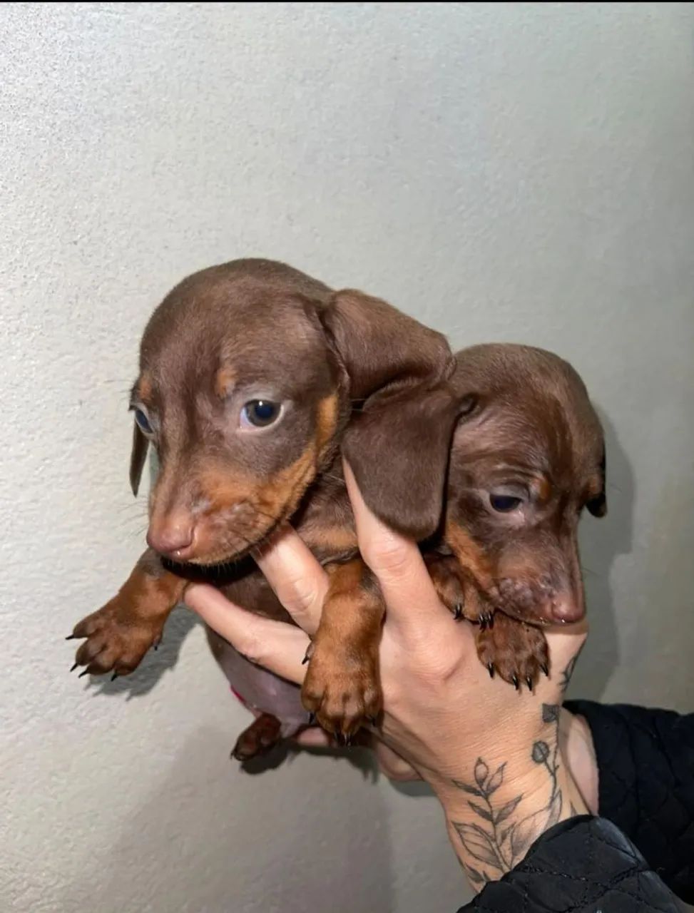 Dachshund  - Foto 2
