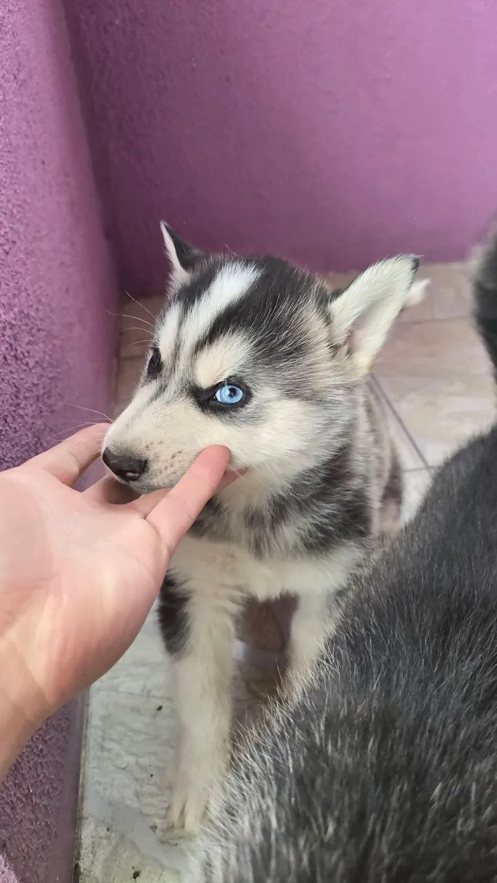 Husky Siberiano ?  - Foto 4