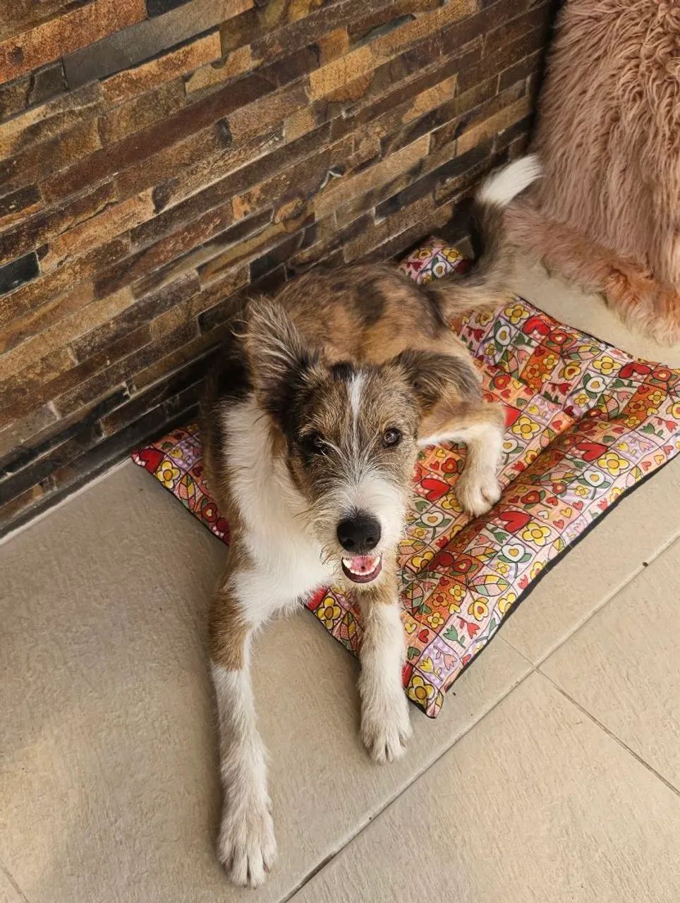 Cachorro p doação  - Foto 2