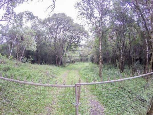 Chácara à venda em Picassinho, Piên cod:136674 - Foto 9