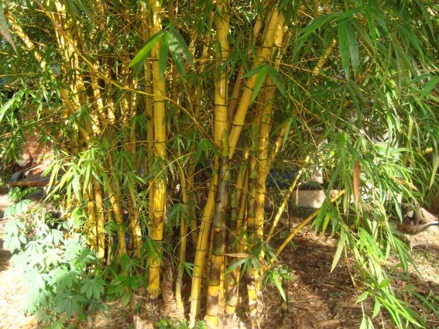 Vende-se varas de bambu taquara, cana da índia e imperial