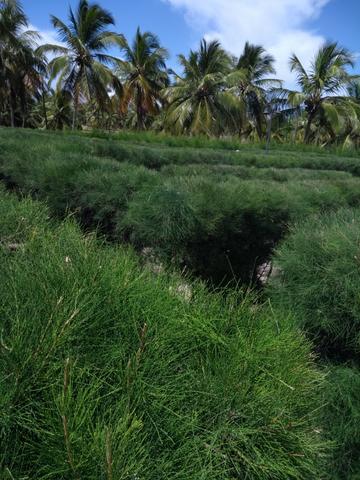 Thai Residence Lote de; 750m² - Foto 18