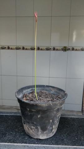 Mudas de Rambutã (faço a entrega*) - Foto 4