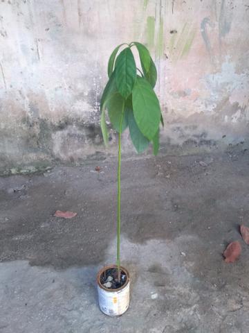 Mudas de Abacate - Foto 2