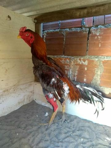 Vendo frango e galos de boa qualidade - Foto 3