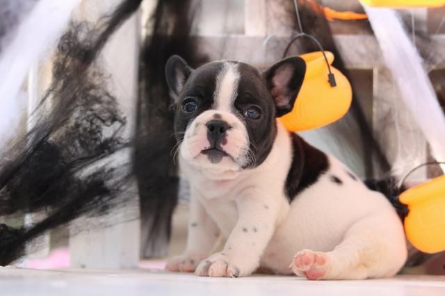 Bulldog frances lindos bebes porte pequeno - Foto 5