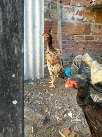 Vendo frangas de raça de boa qualidade - Foto 2