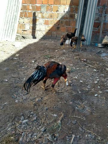Vendo frango e galos de boa qualidade - Foto 2