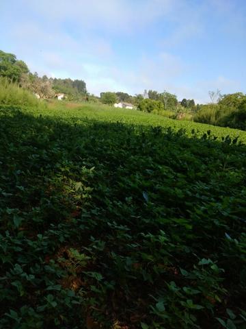 Vende ou Trocar a Chácara Região de Ivaí - Foto 11