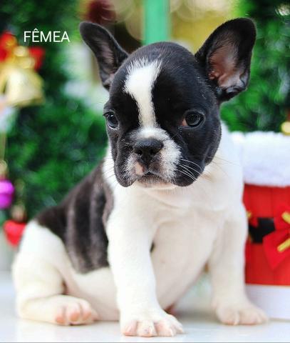 Bulldog frances lindos bebes porte pequeno - Foto 4