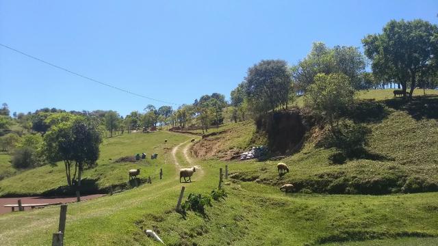 Para Criação de ovelhas - Foto 7
