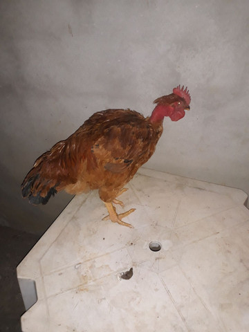Vender ou trocar - Foto 2