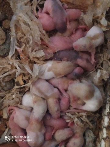 Mercol - Foto 2