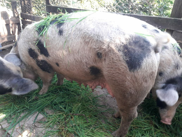 Vendo Porcas Reprodutoras da raça Piau - Foto 3
