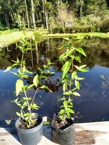 MUDAS DE GINSENG BRASILEIRO - Foto 2