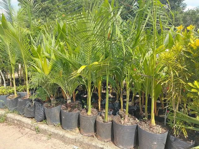 Mudas grandes, palmeira,açaí, jáboticaba,plantas ornament - Foto 2