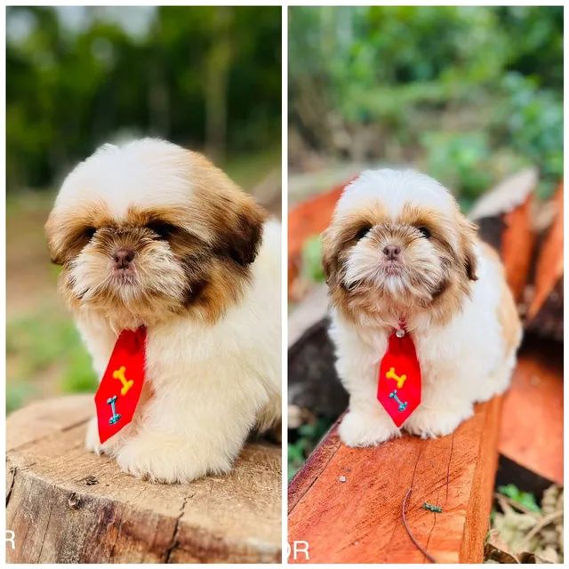 Shih tzu clearance mini olx