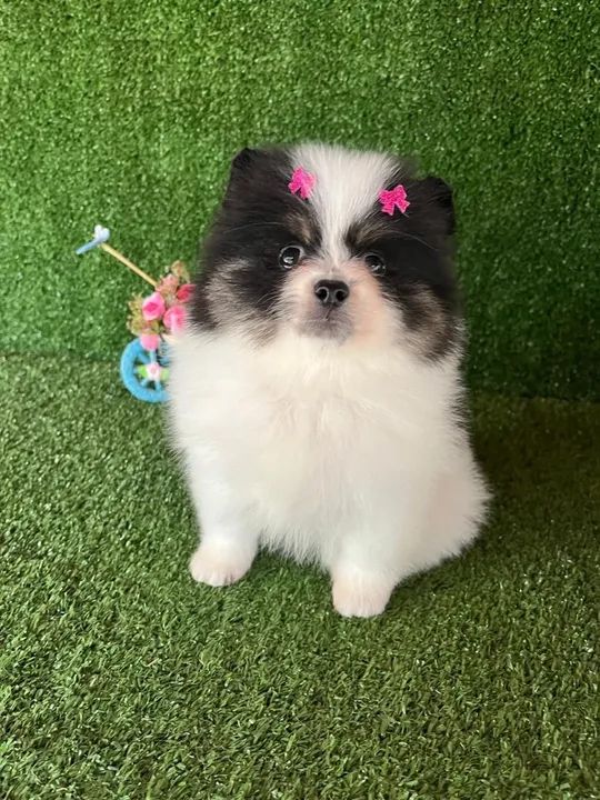 Spitz alemão bicolor  - Foto 3