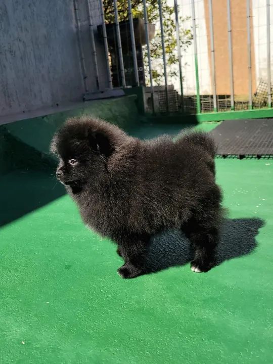 Spitz Alemão - Lulu da Pomerânia - FÊMEA - Pedigree CBKC - 10x s/ juros com Garantia - Foto 2
