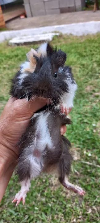 LINDOS FILHOTES DE PORQUINHO DA ÍNDIA 