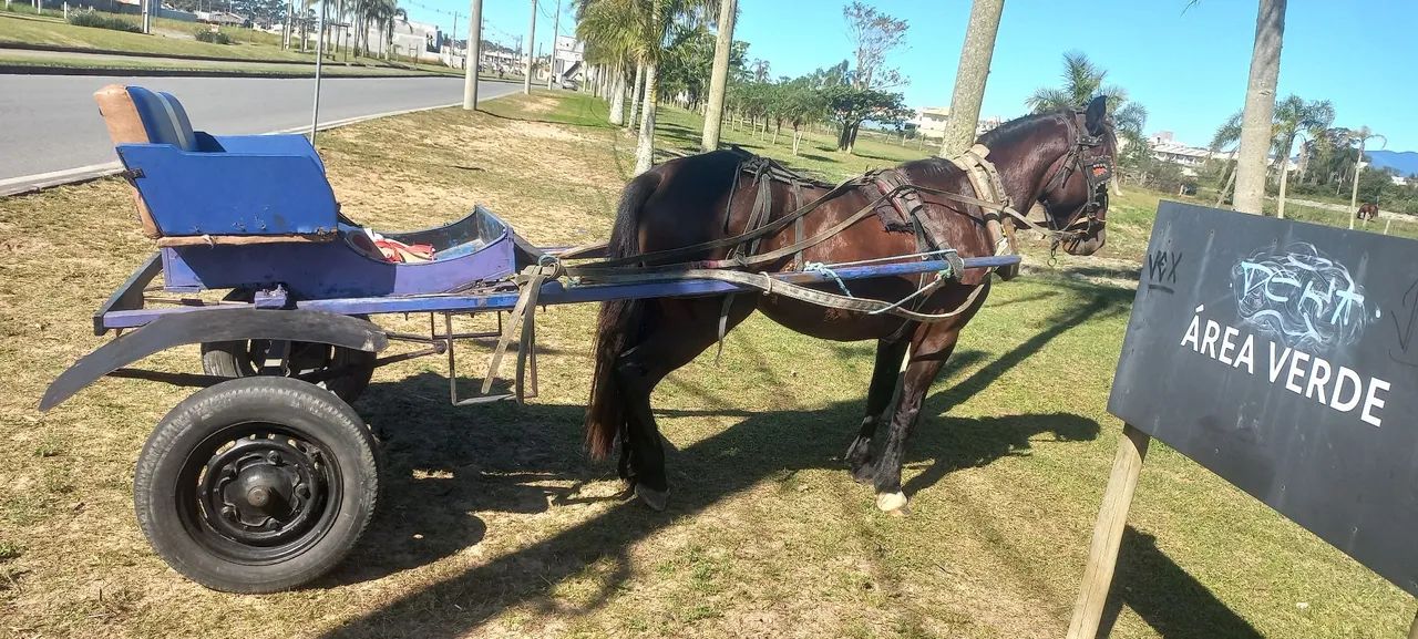 Vendo cavalo bagual de mutaria e de charrete! - Foto 3