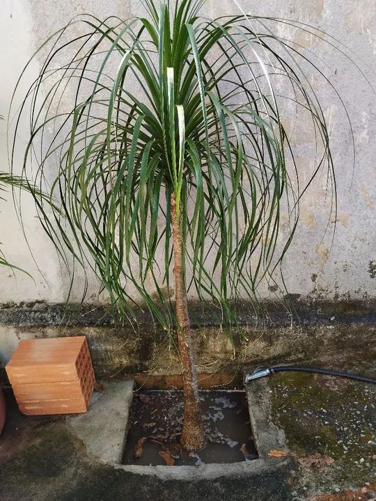 Vaso de Plantas - Foto 4