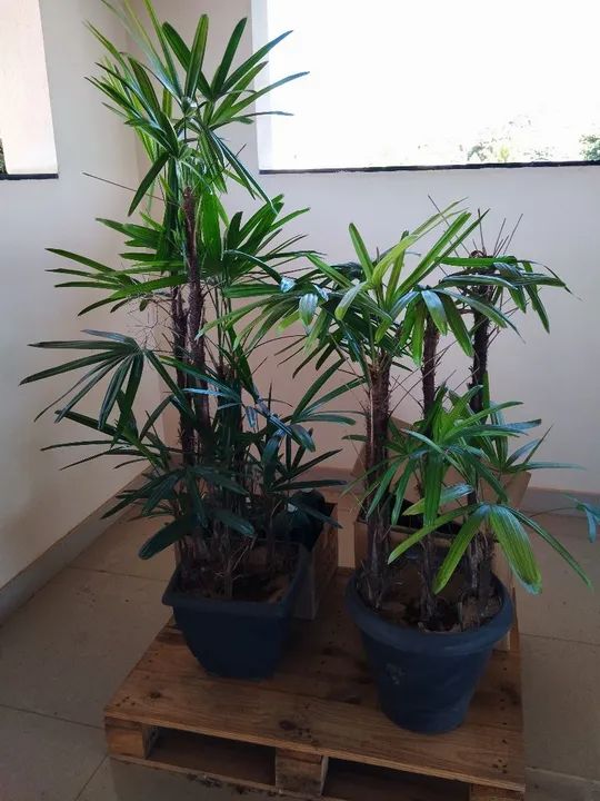 Vaso de Plantas
