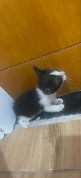 Gatinho Branco e Preto - Adote Já! - Foto 5