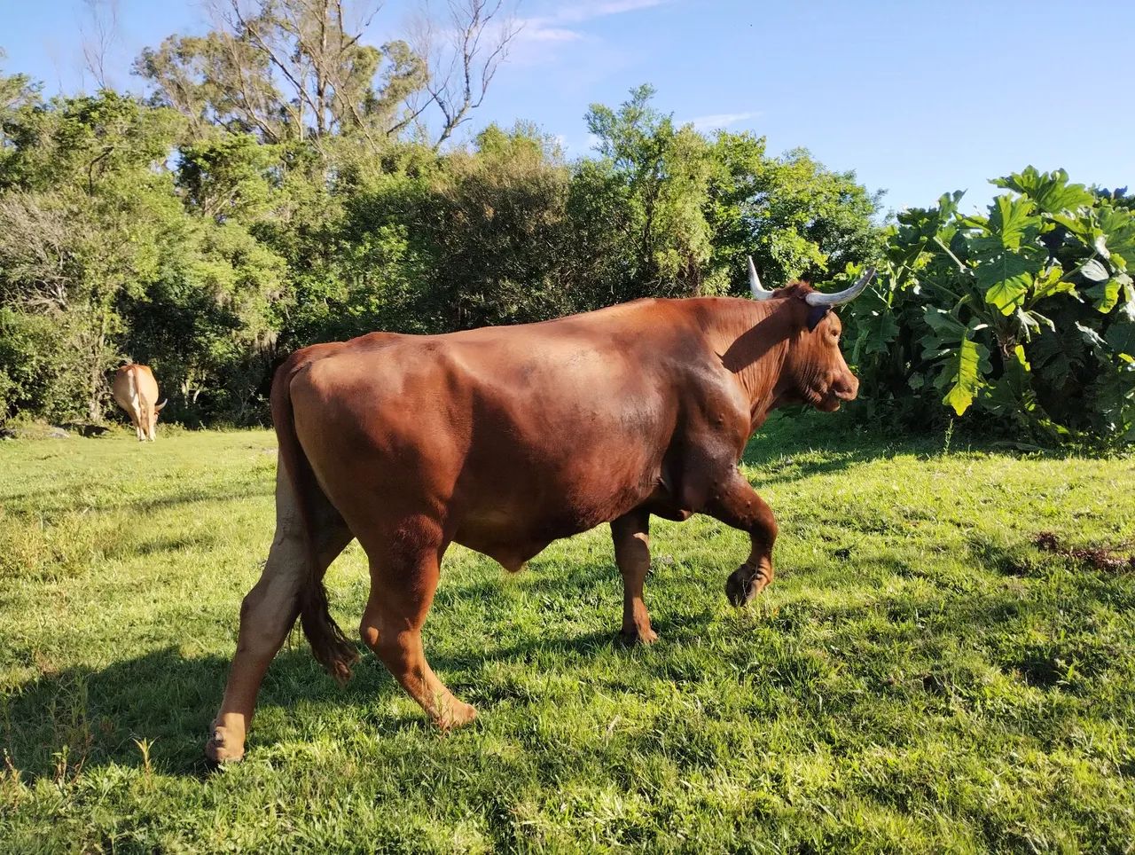 Venda de animais  - Foto 4