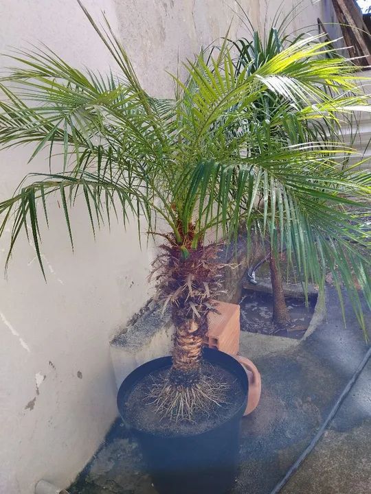 Vaso de Plantas - Foto 5