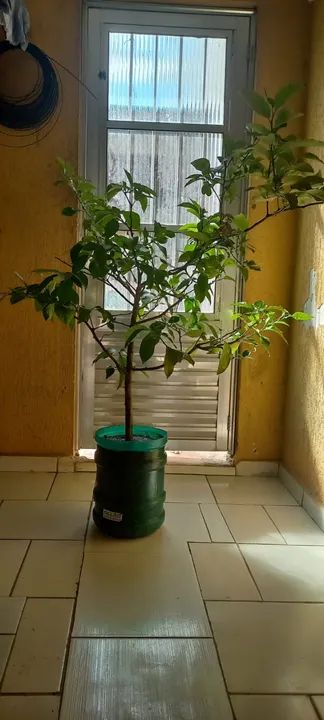 Muda Frutífera de Limão Siciliano